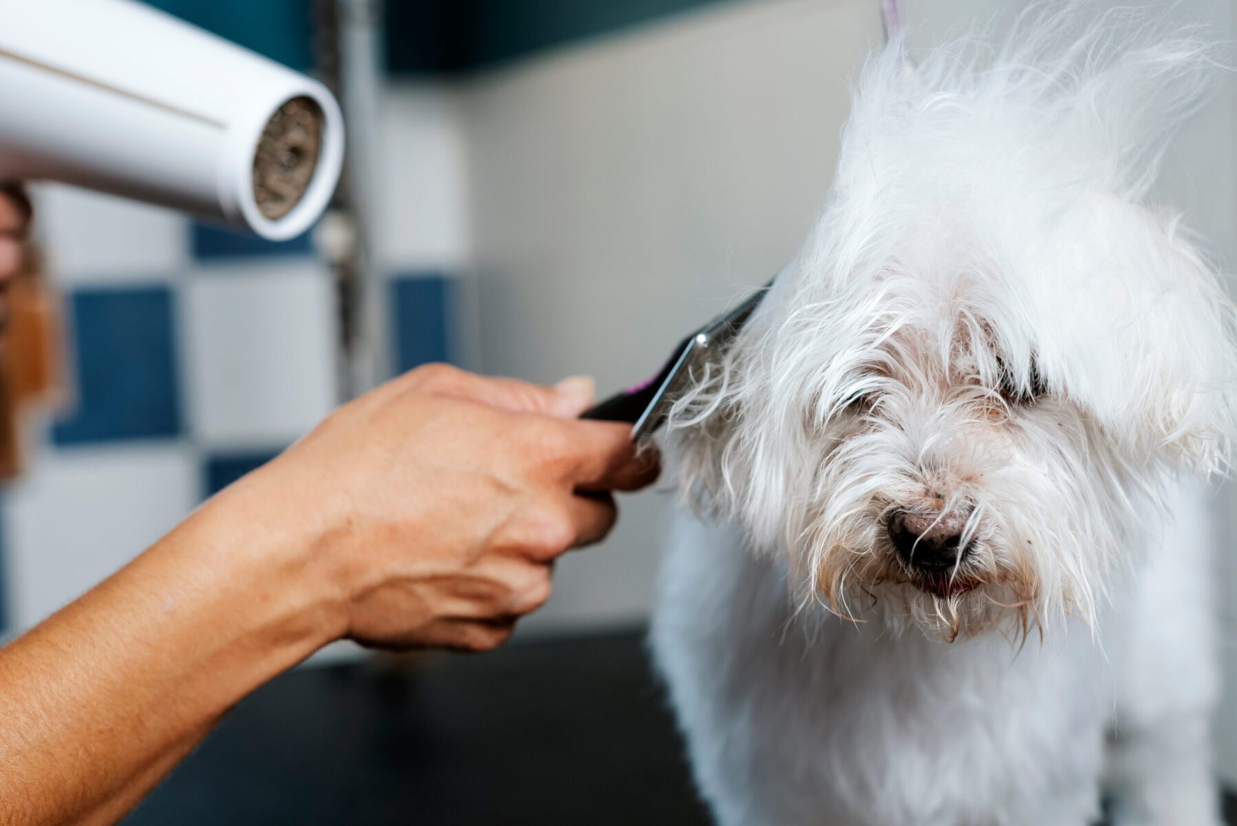 Read more about the article How to Clean Your Dog’s Ears