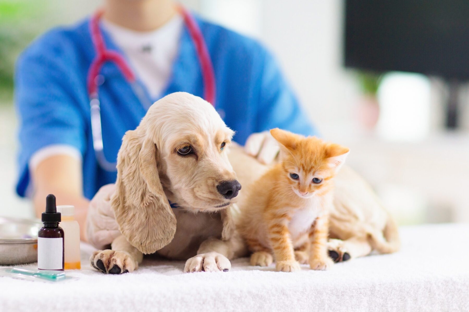 Read more about the article May is Flea, Tick & Heartworm Prevention Month